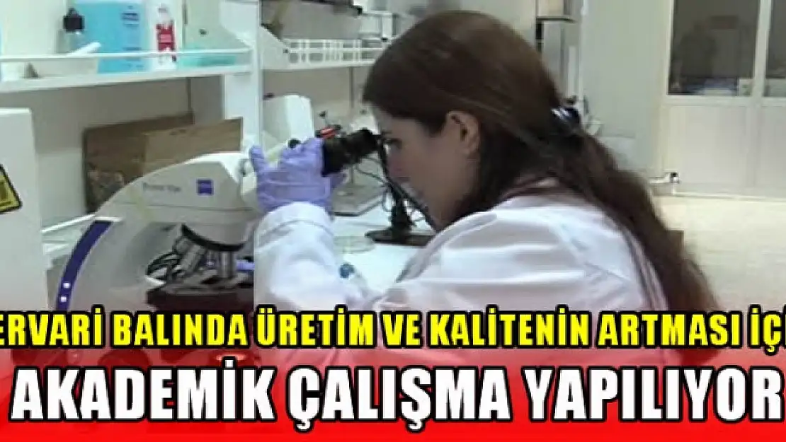 Siirt Üniversitesi'nin, Pervari Balının Kalitesini ve Üretimini Arttırma Çalışmaları