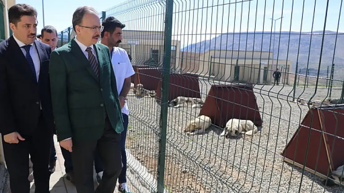 Siirt'imiz, Sokak Hayvanları Sorununu Çözen İlk İllerden Biri Oldu (Videolu)