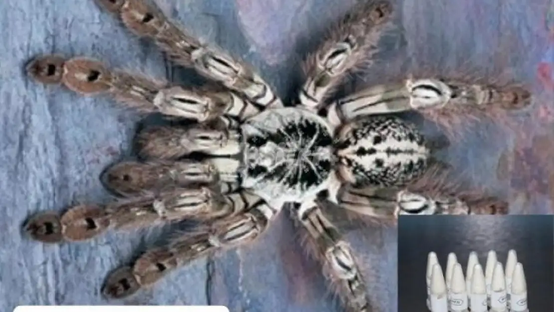 Siirtlilerin Yoğun Yaşadığı Marmaris'e Posta İle Gönderilen Kargo Paketinden 76 Yavru Tarantula Çıktı