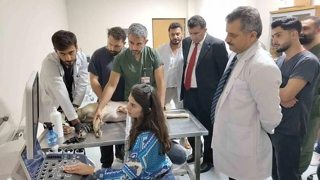 Siirt'te 6 Ayda 153 Yaban Hayvanı Tedavi Edildi