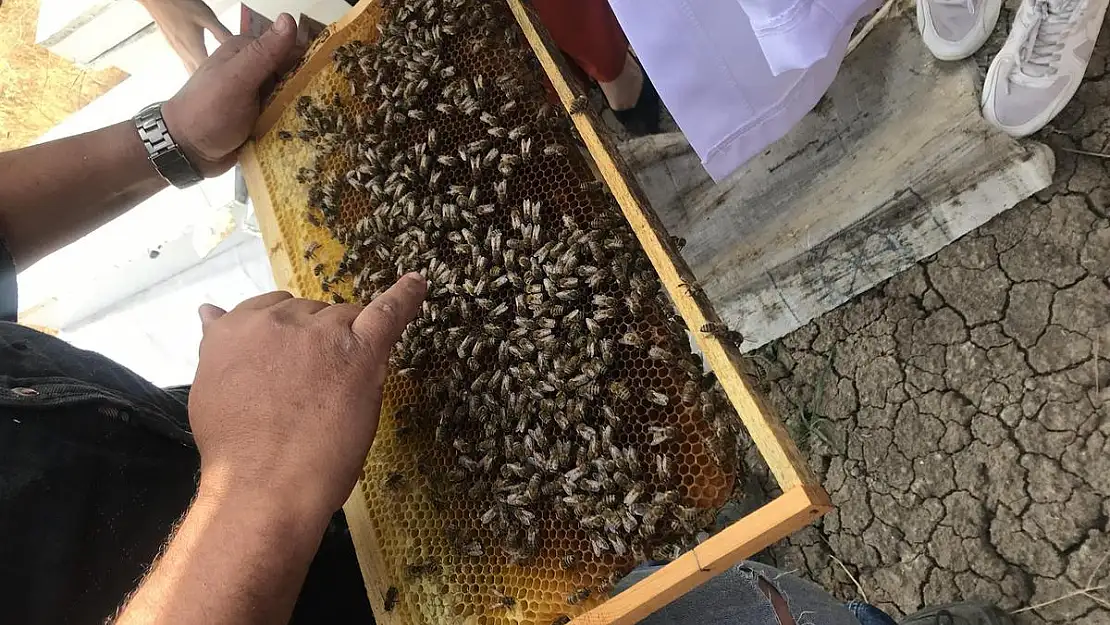 Siirt'te Arıcılık Merkezi Binaya Kavuşuyor!