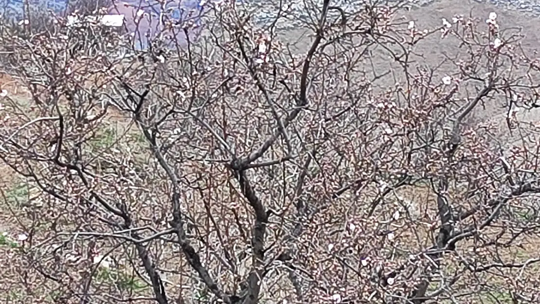 Siirt'te Badem Ağaçları Şubat Ayında Çiçek Açtı