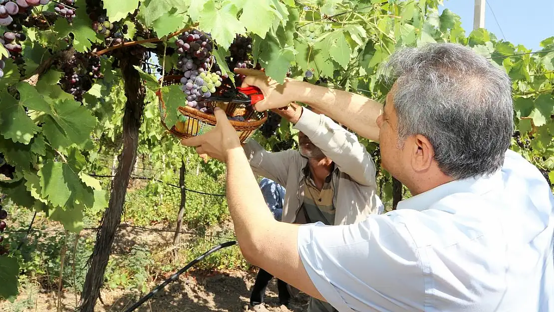 Siirt'te Bağbozumu Etkinlikleri Başladı