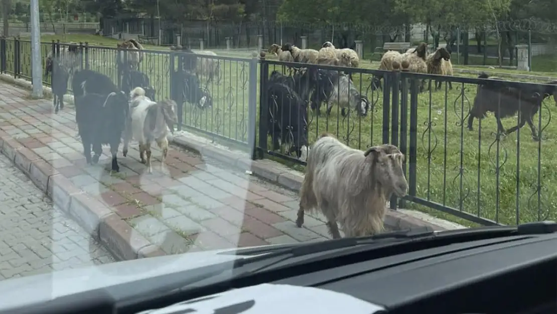SİİRT'TE BAŞIBOŞ HAYVANLAR YENİDEN SOKAKLARDA!