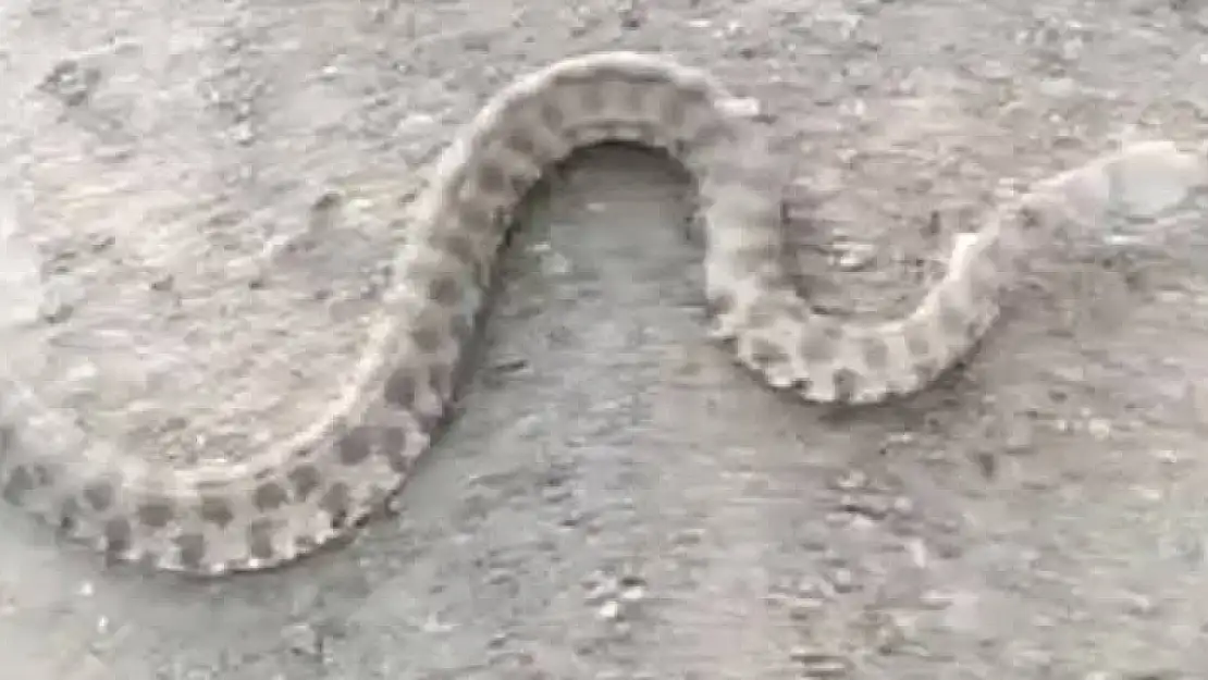 Siirt'te Bir Eve Giren 2 Metre Uzunluğundaki Yılan Korkuttu!