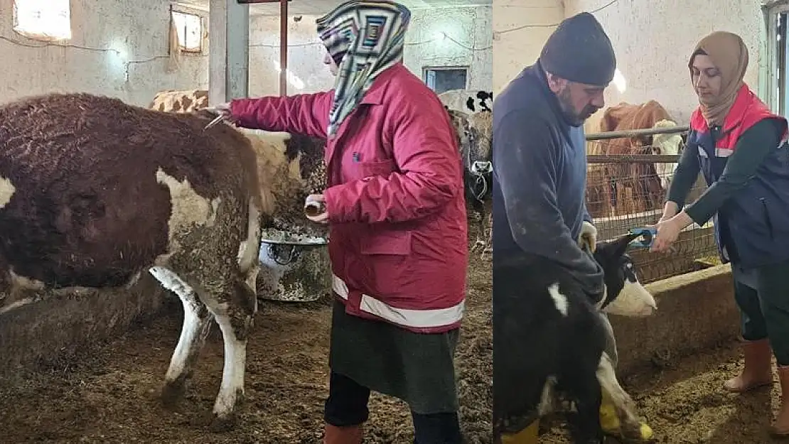 Siirt'te Büyükbaş Hayvanlarda İlkbahar Şap Aşılama Kampanyası
