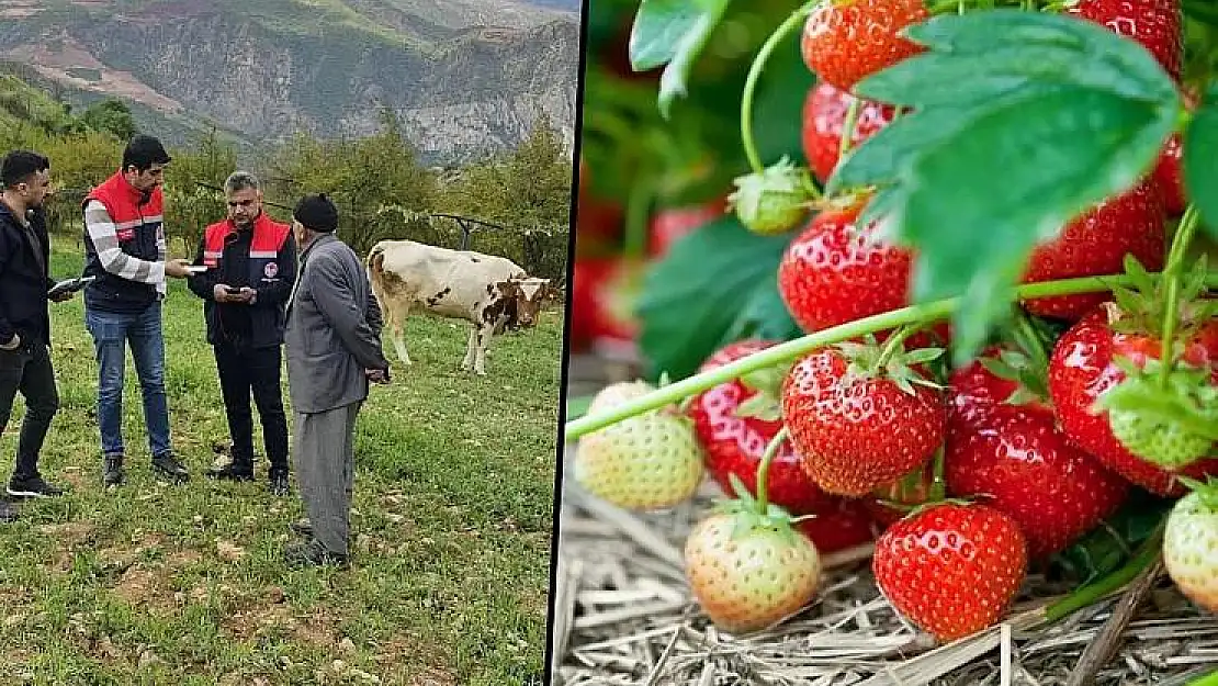 Siirt'te Çilek Üretimi İçin İlk Adım Atıldı