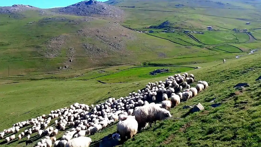 Siirt'te Çobanlar Uyuyunca, Koyunlar Çalındı!