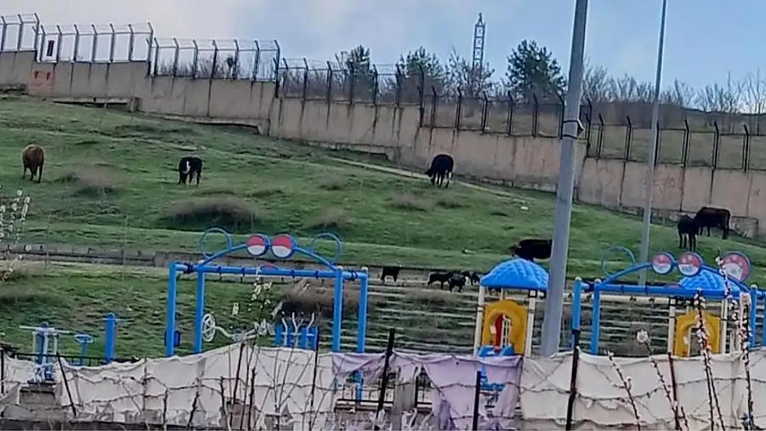 Siirt'te Çocukların Oyun Oynayacağı Parkı Hayvanlar Mesken Tuttu!