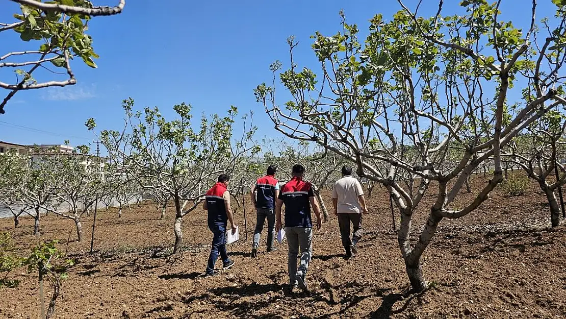 Siirt'te Dolu ve Şiddetli Yağış Tarım Arazilerini Vurdu