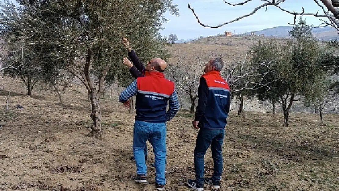 Siirt'te Don Zararı Kontrolleri Yapıldı