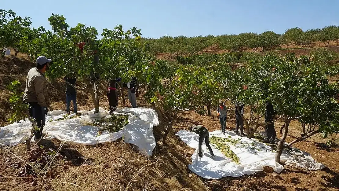 Siirt'te Fıstık Hasadı Başladı