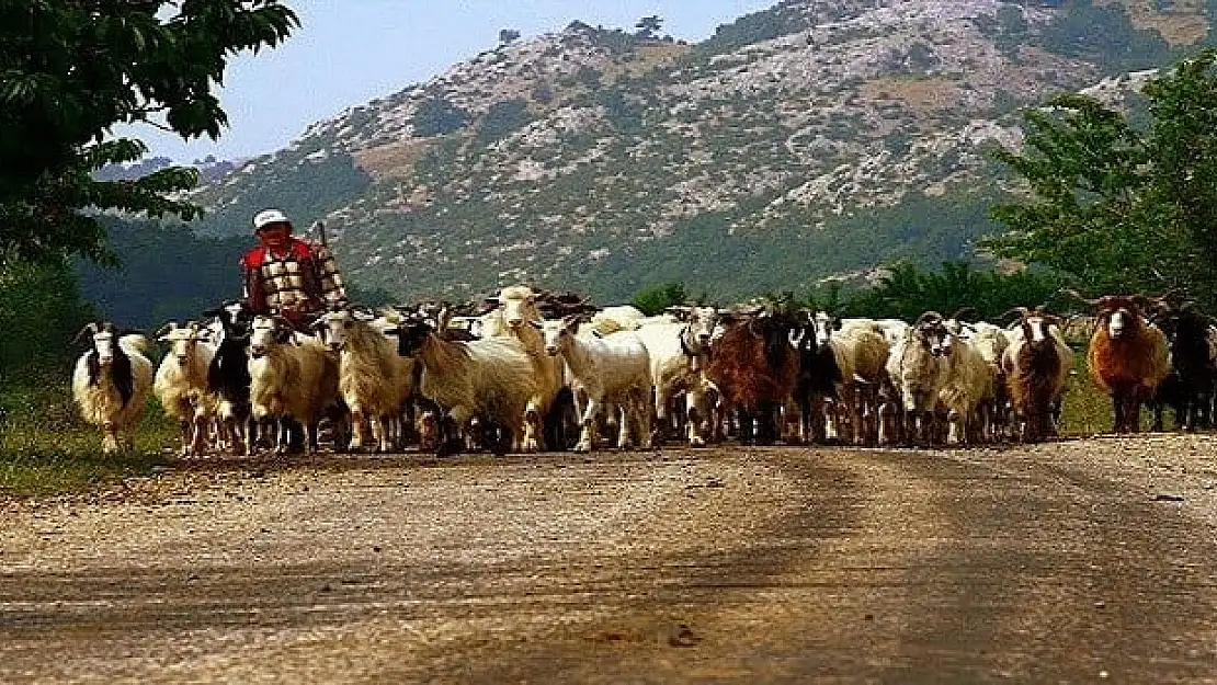 Siirt'te Kazara Kendini Vuran Çoban Hayatını Kaybetti