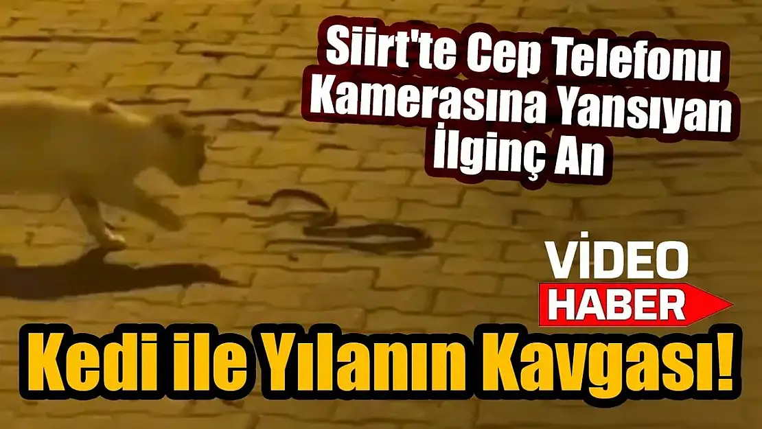 Siirt'te Kedi ve Yılan'ın Kavgası Cep Telefonu Kamerasına Yansıdı!