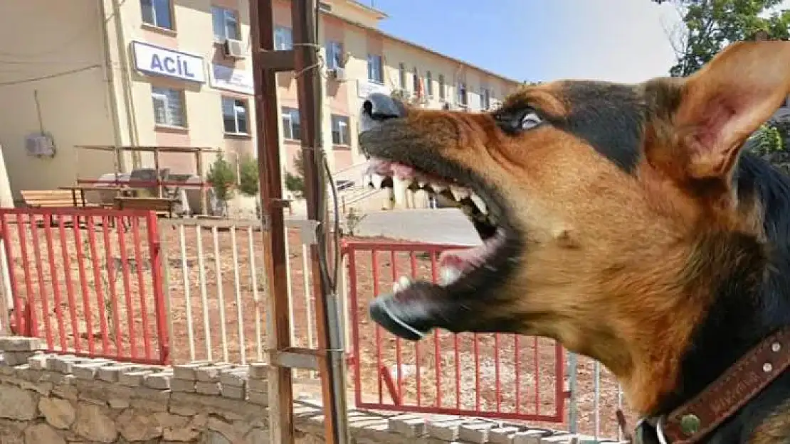Siirt'te Köpek Saldırısına Uğrayan Genç Hastanelik Oldu