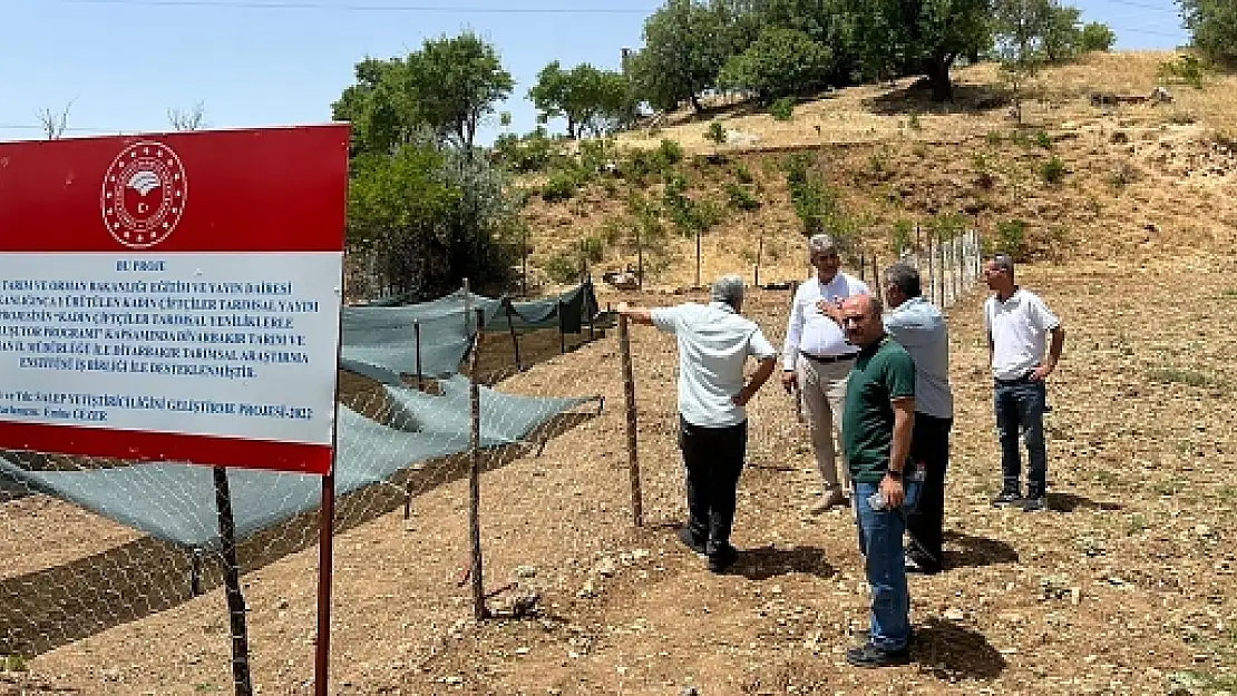 Siirt'te Salep Üretimine Yönelik Çalışmalar 
