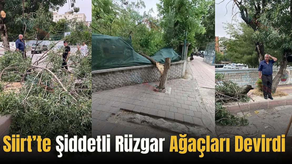Siirt'te Şiddetli Rüzgar Ağaçları Devirdi