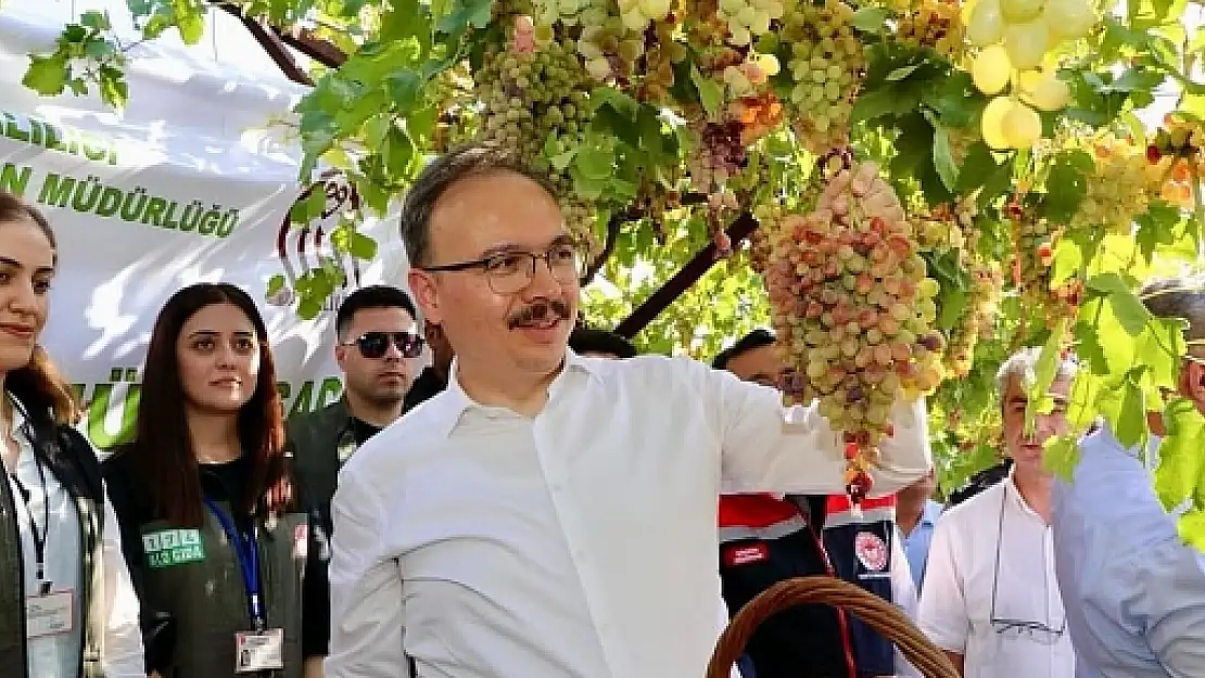 Siirt'te Tayfi Üzümü Hasadı