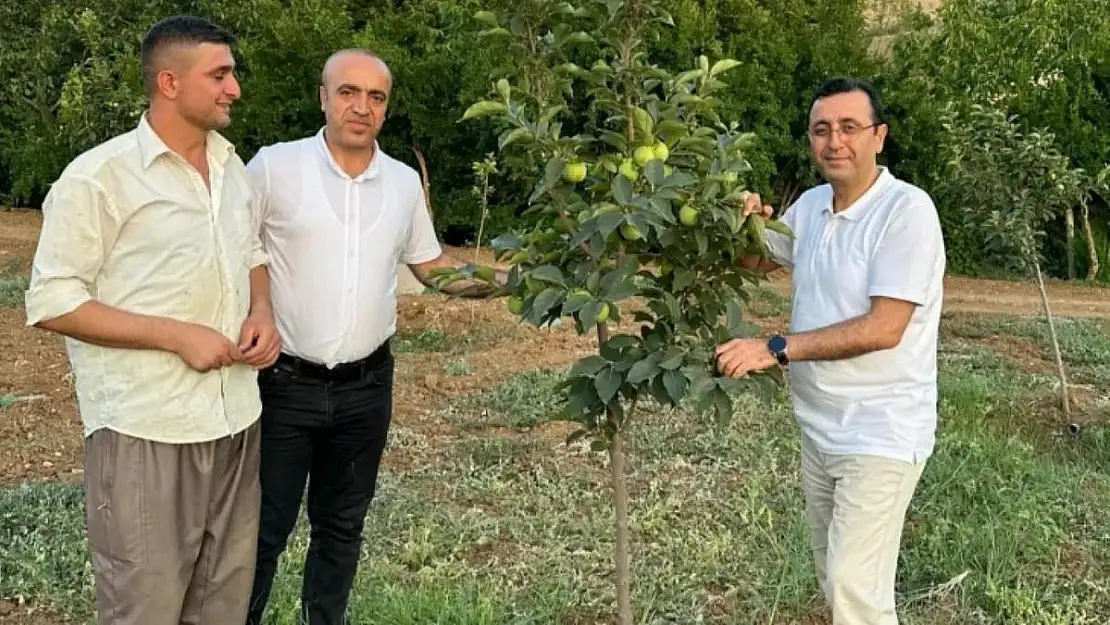 Siirt'te Trabzon Hurması Verim Aşamasına Geldi