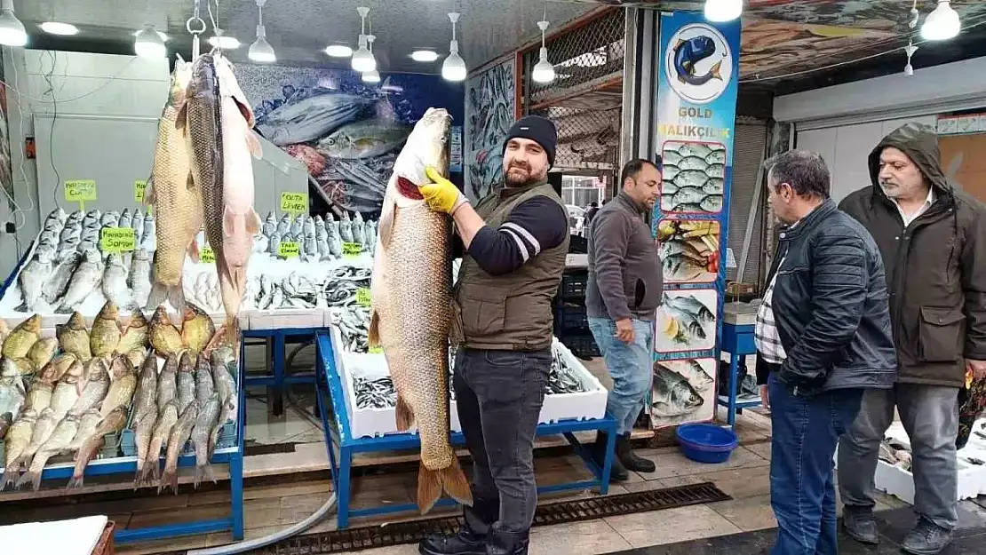 Siirt'te Yakalanan Dev Turna Balığı Batman'da Sergilendi