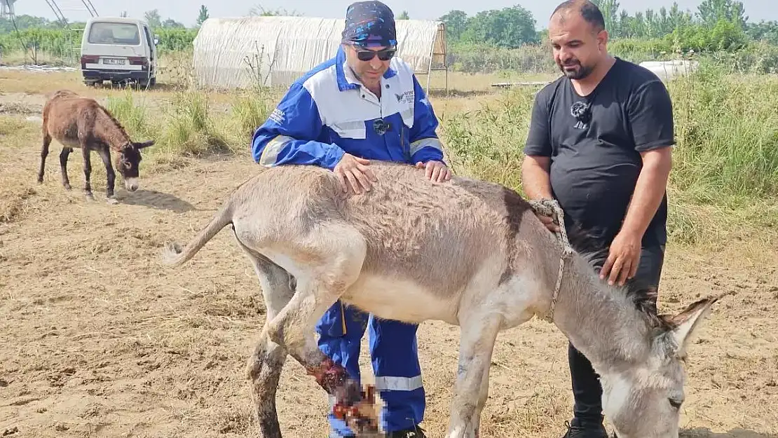 Siirt'te, Yaralı Halde Gördüğü Terkedilmiş Eşeği Osmaniye'deki 'Emekli Hayvan Çiftliği'ne Götürerek İyileştirdi