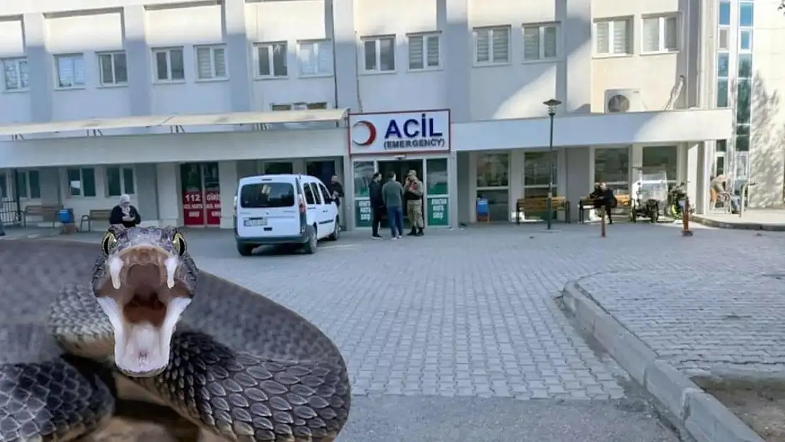 Siirt'te Yılanın Isırdığı 75 Yaşındaki Kadın Hastaneye Kaldırıldı