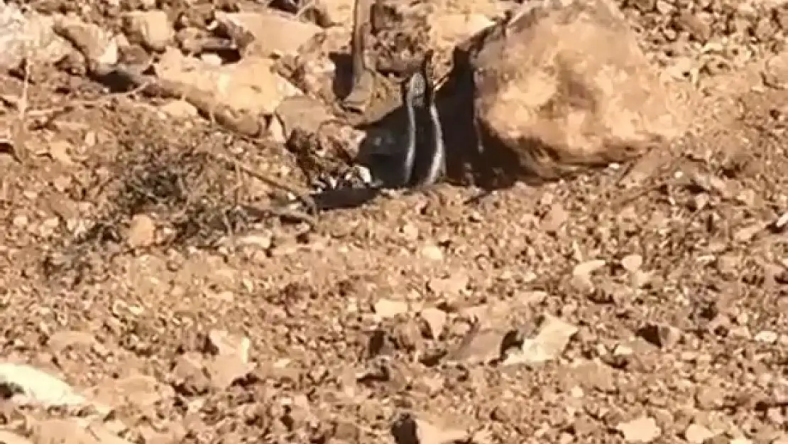Siirt'te Yılanların 'Dansı' Kameraya Yansıdı