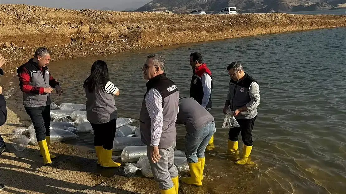 Siirt'teki Barajlara 2 Milyon Şabut Yavrusu Bırakıldı