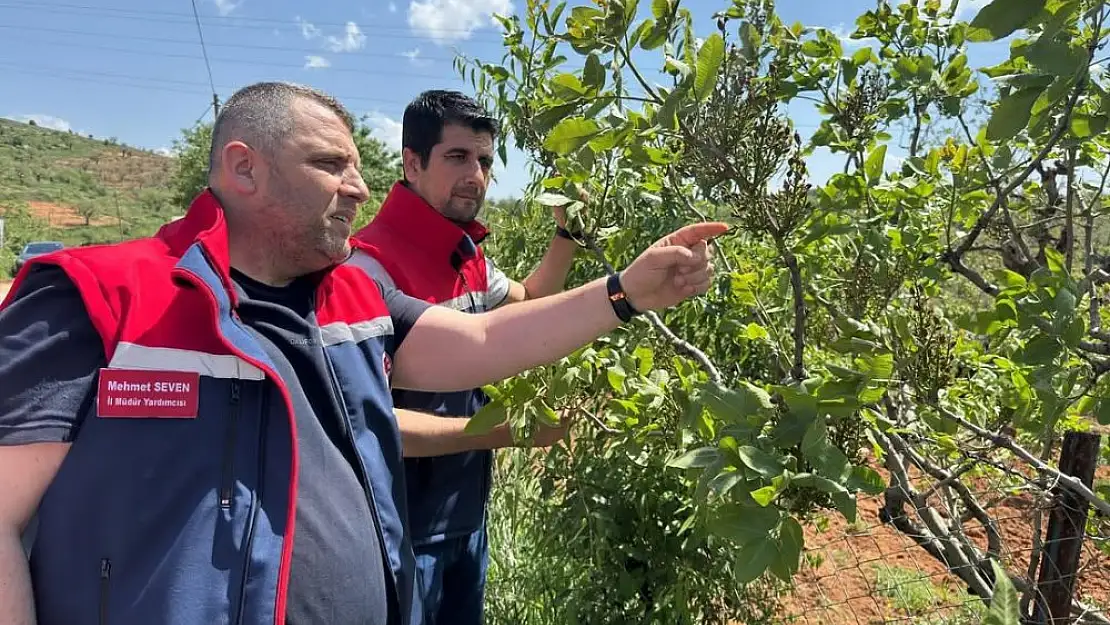 Siirt'teki Olumsuz Hava Koşullarının Ardından Tarım Arazilerinde İnceleme Yapıldı