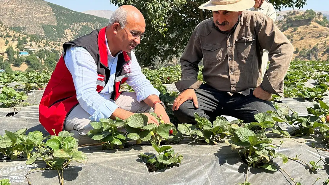 Şirvan, 'Çilek İlçesi' Olma Yolunda İlerliyor