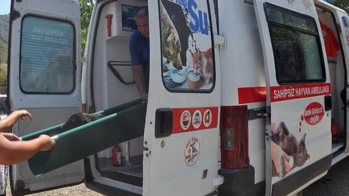SOKAK HAYVANLARI İÇİN AMBULANS İSTENİYOR