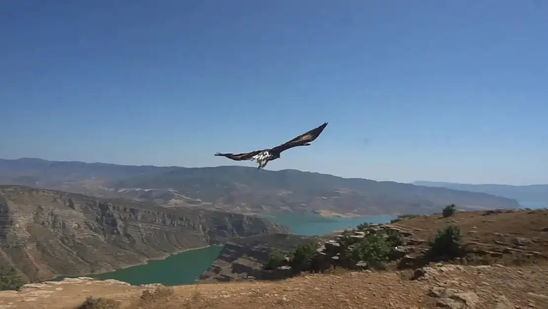 Tedavi Edilen Kartal Doğaya Salındı