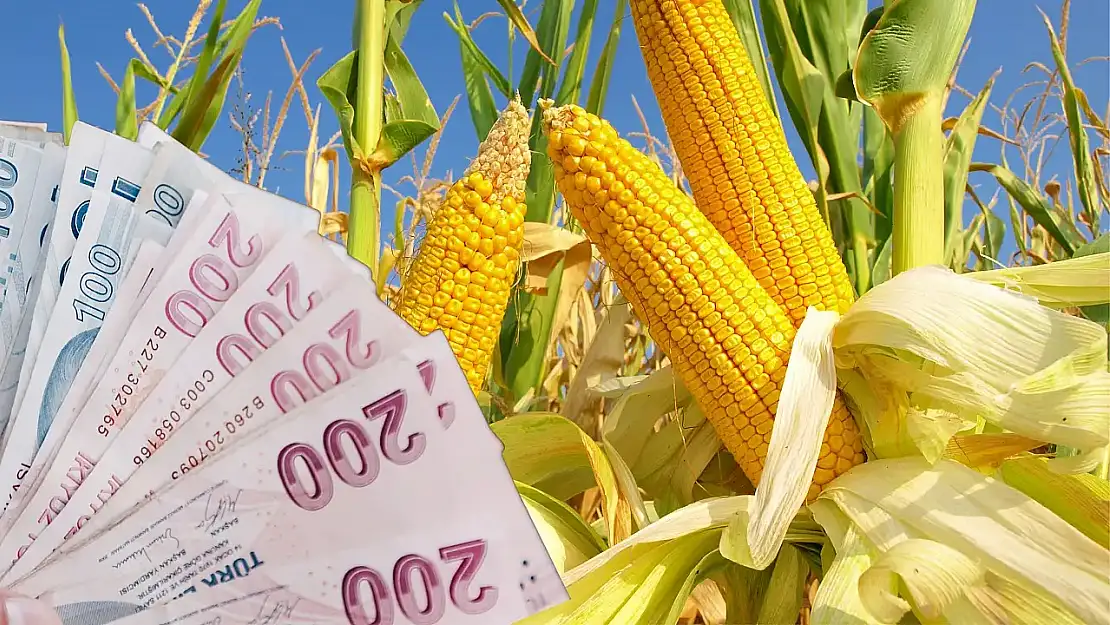 TMO, 2025 Yılı Mısır Alım Fiyatını Açıkladı: Üreticiye Desteklerle Ton Başına 11 Bin 968 Lira