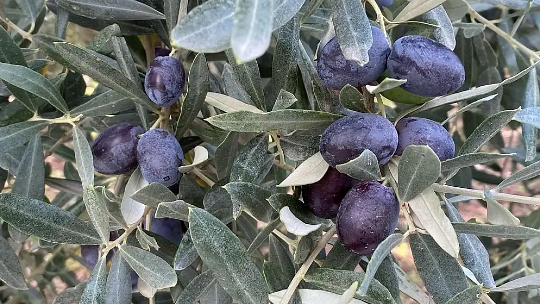 Türkiye'nin Sofralık Zeytin İhracatı 184 Milyon 510 Bin Dolar Oldu
