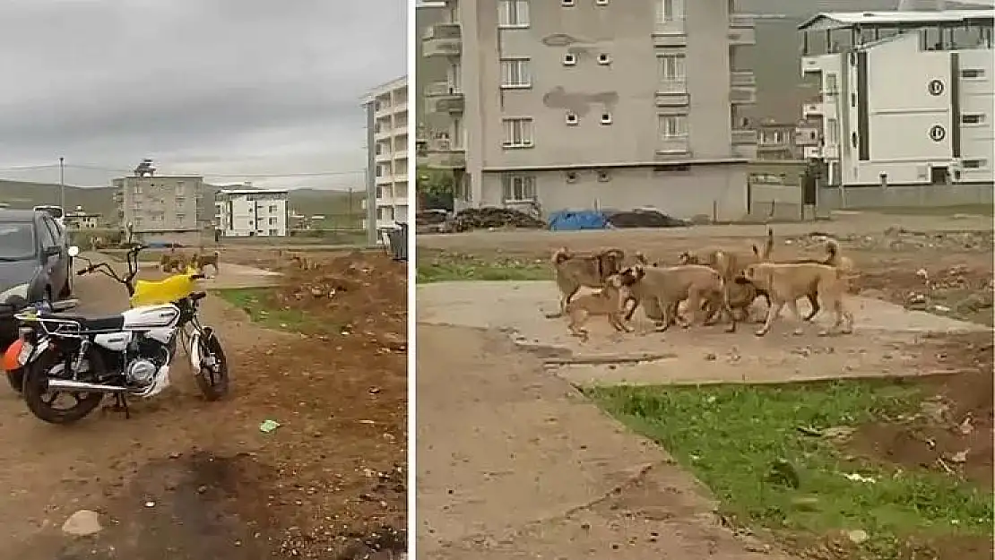 Vatandaşların Şikayeti Üzerine Siirt Belediyesi Sokak Köpeklerine Müdahale Etti