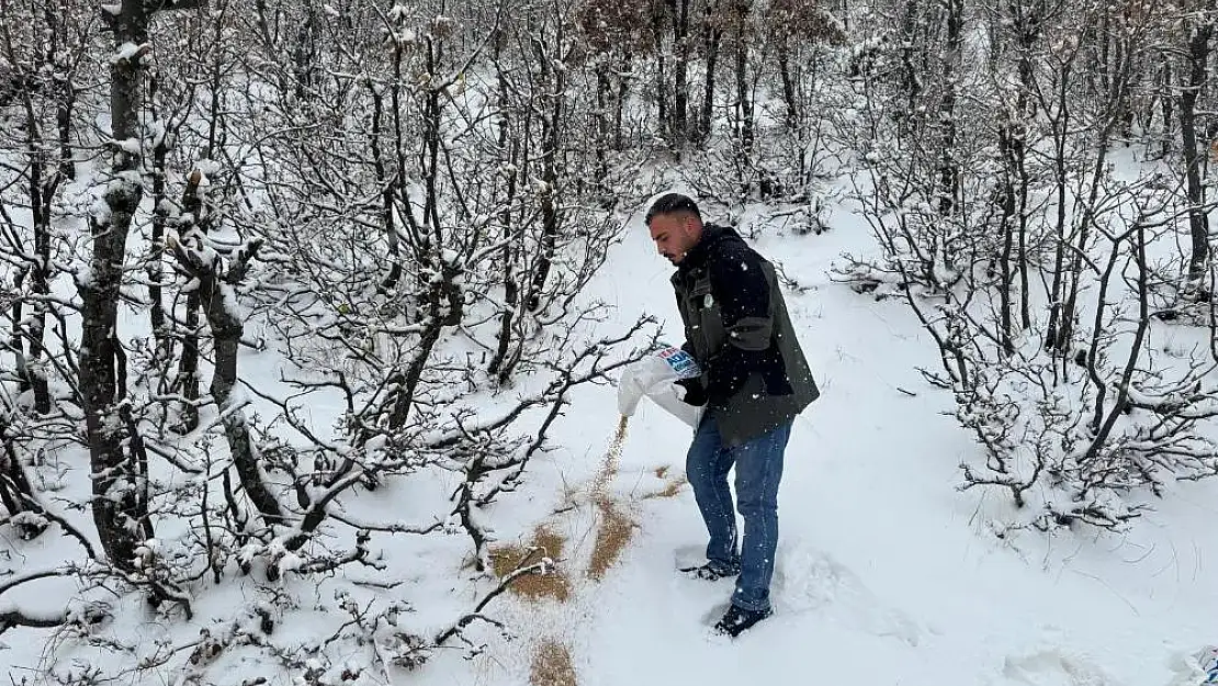 Yaban Hayvanlar İçin 'Besi Yemi'  Verilmeye Devam Ediyor