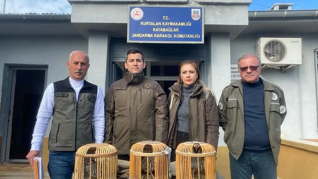 Yasak Olduğu Halde Avcıların Avladıkları Kınalı Keklikler Tekrar Doğaya Salındı