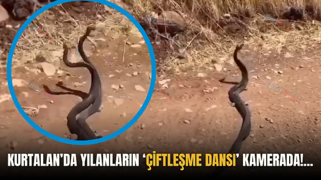 Yılanların 'Dansı' Kameralara Yansıdı