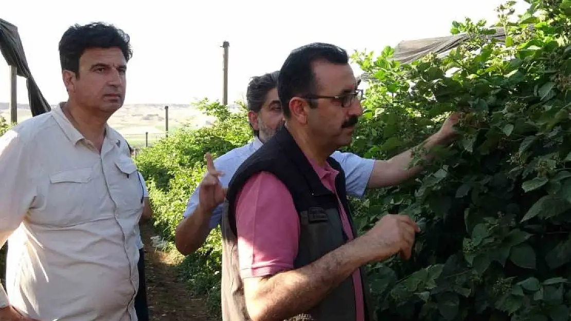 Yunuslar Köyünde Üretilen Böğürtlen, 34 Ülkeye İhraç Ediliyor