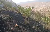 Eruh Kırsalında Orman Yangını