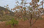 Siirt Fıstığına Sıcak Hava Darbesi