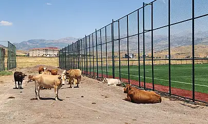 Gençler Sahayı Sevdi, Çevre Düzenlemesi İçin Beklentiler Sürüyor