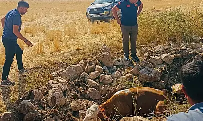 Kurtalan'da Açık Kuyuya Düşen İnek Ekipler Tarafından Kurtarıldı