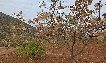 Siirt Fıstığına Sıcak Hava Darbesi