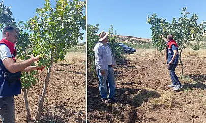 Siirt Şirvan'da Fıstık Bahçelerinde Uygulamalı Eğitim Programı Düzenlendi
