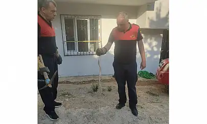 Siirt'te Bahçeye Giren Yılan Korkuttu, İtfaiye Müdahale Etti
