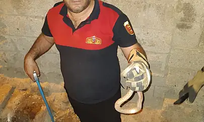 Siirt'te Evin Bahçesinde Yılan Paniği