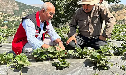Şirvan, 'Çilek İlçesi' Olma Yolunda İlerliyor