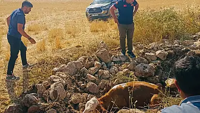 Kurtalan'da Açık Kuyuya Düşen İnek Ekipler Tarafından Kurtarıldı