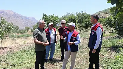 Siirt'te Çiftçilere 10 Bin Trabzon Hurması Fidanı Desteği Geliyor